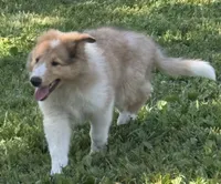 Fabian , a male Collie for sale in Centerview, MO – 6 of 10