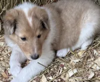 Sable Merle Female, a female Collie for sale in Centerview, MO – 5 of 5
