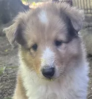 Fabian , a male Collie for sale in Centerview, MO – 7 of 10