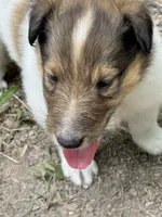 Sable Merle White Female, a female Collie for sale in Centerview, MO – 5 of 6