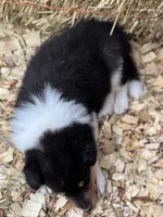 Tri Color Female, a female Collie for sale in Centerview, MO – 7 of 7