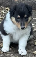 Tri Color Female, a female Collie for sale in Centerview, MO – 3 of 7