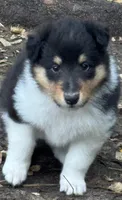 Tri Color Female, a female Collie for sale in Centerview, MO – 4 of 7