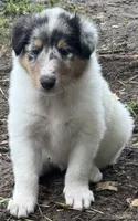 Blue Merle White Male, a male Collie for sale in Centerview, MO – 6 of 8