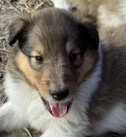 Sable Female, a female Collie for sale in Centerview, MO – 2 of 7