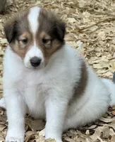 Sable Merle White Male, a male Collie for sale in Centerview, MO – 1 of 5