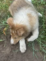 Fabian , a male Collie for sale in Centerview, MO – 10 of 10