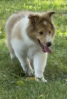Fabian , a male Collie for sale in Centerview, MO – 3 of 10