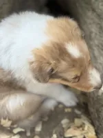Sable Merle Male, a male Collie for sale in Centerview, MO – 4 of 5