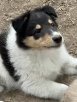 Tri-Color White Female, a female Collie for sale in Centerview, MO – 3 of 4