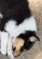 Tri Color Female, a female Collie for sale in Centerview, MO – 5 of 7