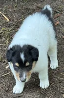 Tri-Color White Male, a male Collie for sale in Centerview, MO – 5 of 9