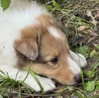 Sable Merle Male, a male Collie for sale in Centerview, MO – 5 of 5