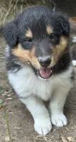 Tr-Color Male, a male Collie for sale in Centerview, MO – 2 of 5