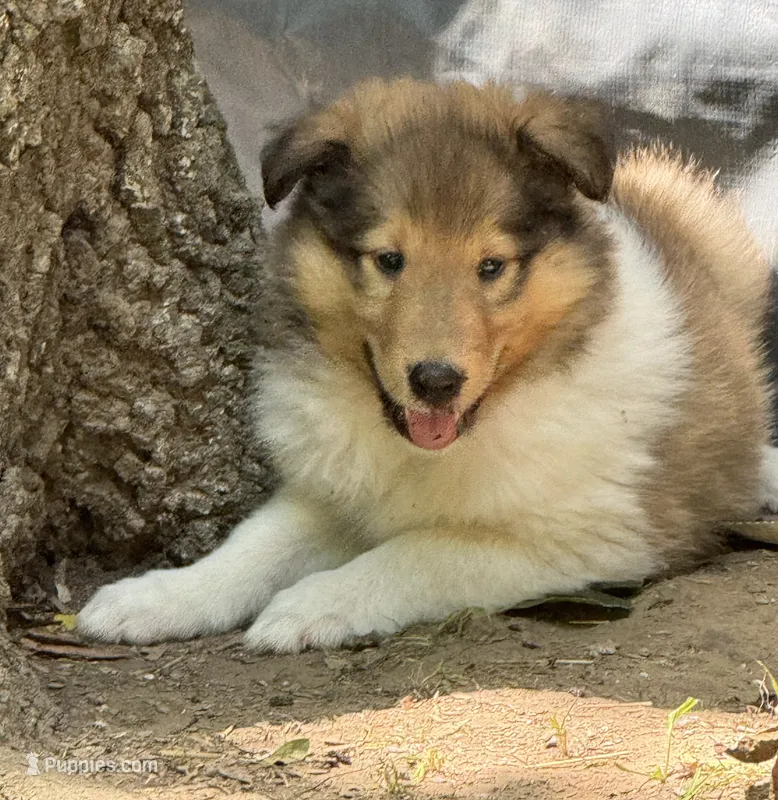 Sable Female – Collie puppy for sale in Centerview, MO