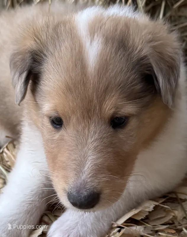 Sable Merle Female – Collie puppy for sale in Centerview, MO