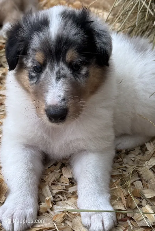 Blue Merle White Male – Collie puppy for sale in Centerview, MO