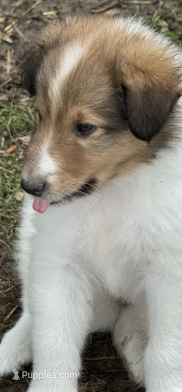 Sable Merle White Male – Collie puppy for sale in Centerview, MO