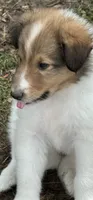 Jasper, a male Collie for sale in Centerview, MO – 10 of 10