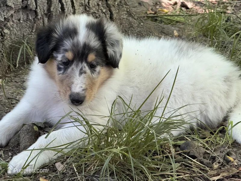 Blue Merle White Male – Collie puppy for sale in Centerview, MO