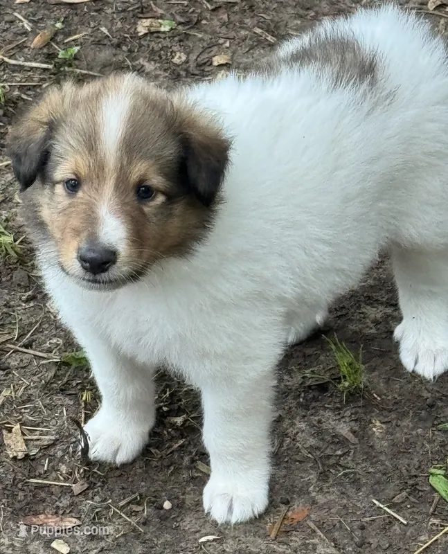Sable Merle White Male – Collie puppy for sale in Centerview, MO