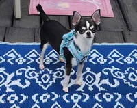 CH Sire AKC Liberty Small, a female Chihuahua for sale in Muskegon, MI – 2 of 7