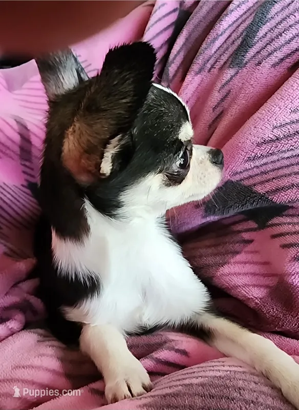 CH Sire AKC Liberty Small – Chihuahua puppy for sale in Muskegon, MI