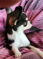 CH Sire AKC Liberty Small, a female Chihuahua for sale in Muskegon, MI – 5 of 7