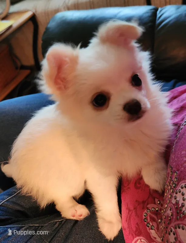 CH Sire CH Dam Milo – Chihuahua puppy for sale in Muskegon, MI