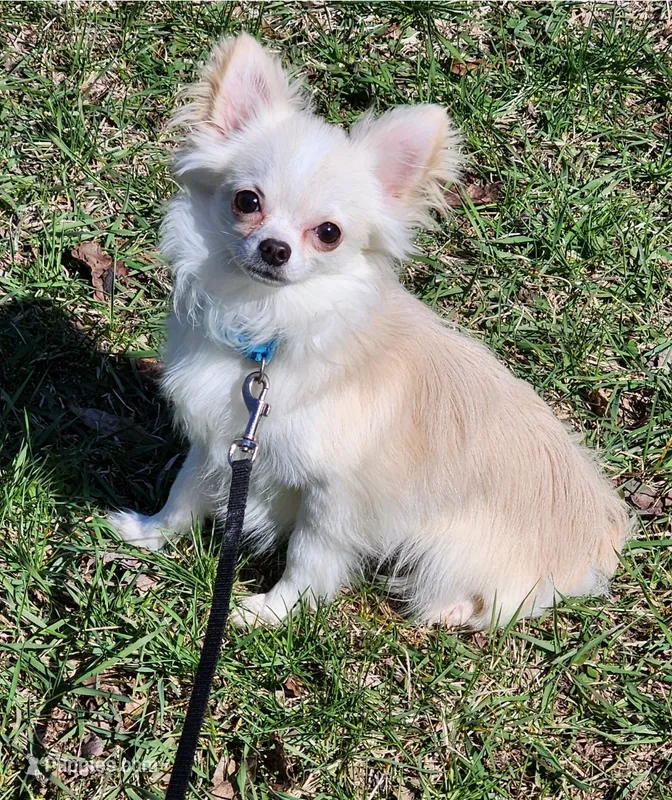 CH Sire Elvic – Chihuahua puppy for sale in Muskegon, MI