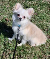 CH Sire Elvic, a male Chihuahua for sale in Muskegon, MI – 1 of 6