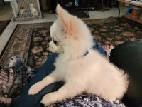 CH Sire CH Dam Milo, a male Chihuahua for sale in Muskegon, MI – 3 of 10