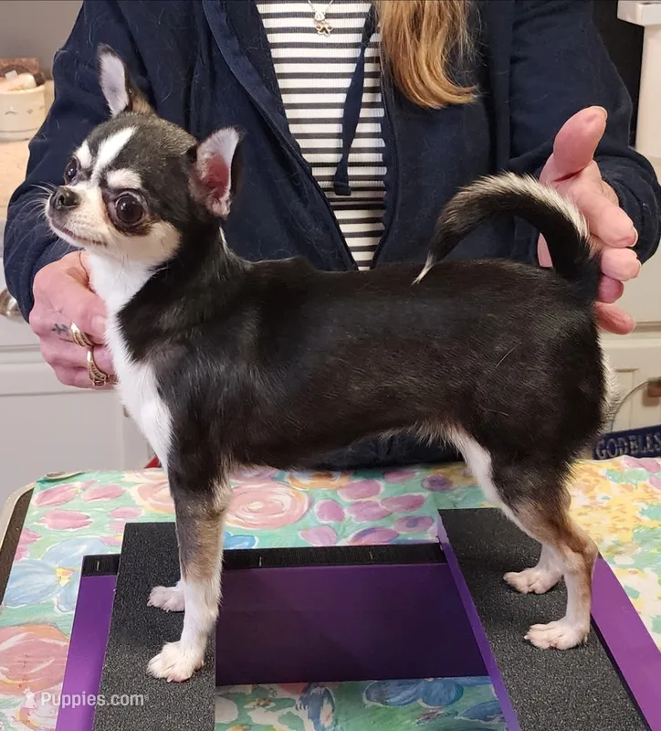 CH Sire AKC Liberty Small – Chihuahua puppy for sale in Muskegon, MI