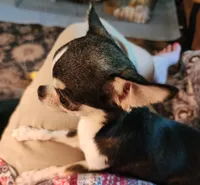 CH Sire AKC Liberty Small, a female Chihuahua for sale in Muskegon, MI – 8 of 10