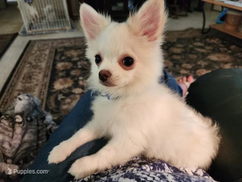 CH Sire CH Dam Milo – Chihuahua puppy for sale in Muskegon, MI