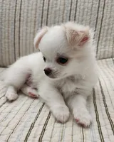 CH SIRE CH DAM LOKI, a male Chihuahua for sale in Muskegon, MI – 2 of 7