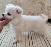 CH Sire CH Dam Milo, a male Chihuahua for sale in Muskegon, MI – 9 of 9