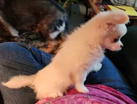 CH Sire CH Dam Milo, a male Chihuahua for sale in Muskegon, MI – 5 of 10