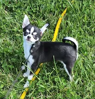 CH Sire AKC Liberty Small, a female Chihuahua for sale in Muskegon, MI – 3 of 7