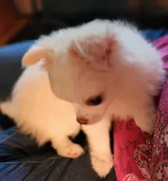 CH Sire CH Dam Milo, a male Chihuahua for sale in Muskegon, MI – 6 of 10
