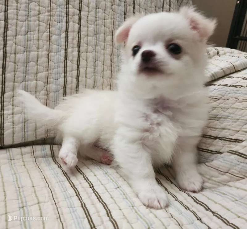 CH SIRE CH DAM LOKI – Chihuahua puppy for sale in Muskegon, MI