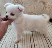 CH Sire CH Dam Milo, a male Chihuahua for sale in Muskegon, MI – 7 of 9