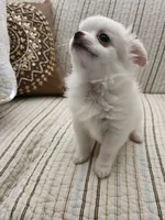 CH SIRE CH DAM LOKI, a male Chihuahua for sale in Muskegon, MI – 6 of 7