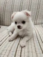 CH SIRE CH DAM LOKI, a male Chihuahua for sale in Muskegon, MI – 7 of 7