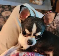 CH Sire AKC Liberty Small, a female Chihuahua for sale in Muskegon, MI – 9 of 10