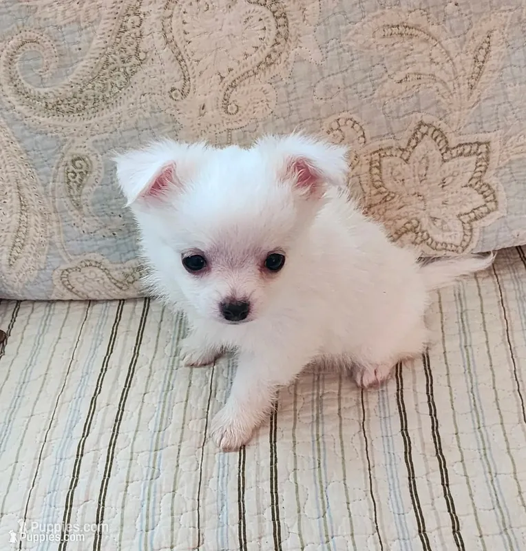 CH Sire CH Dam Milo – Chihuahua puppy for sale in Muskegon, MI