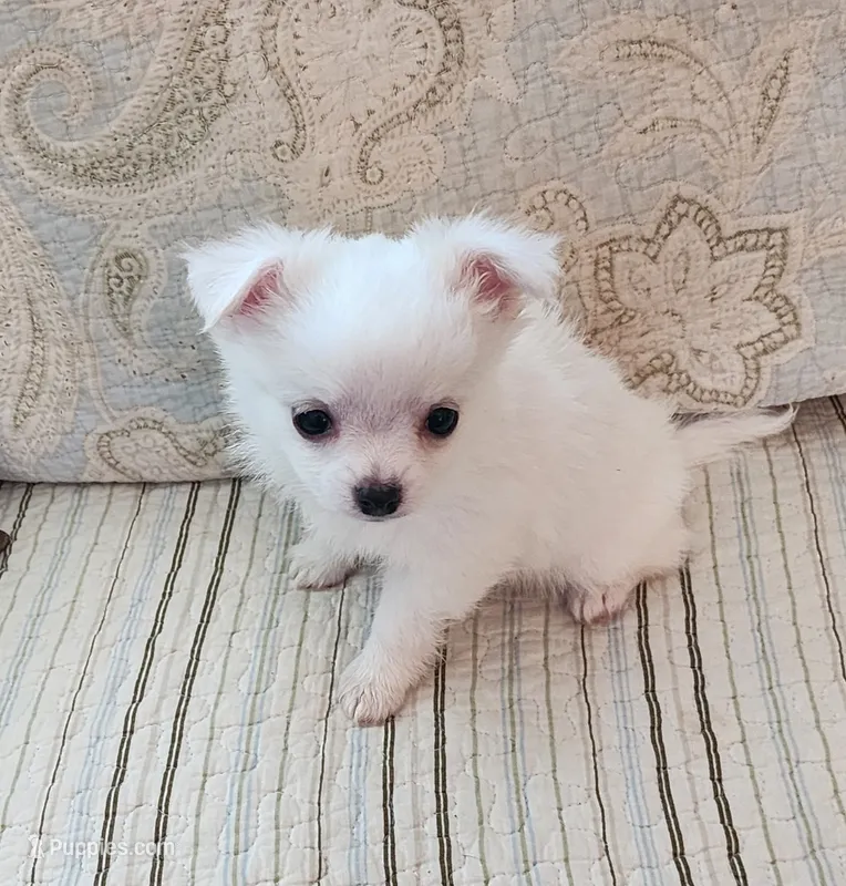 CH Sire CH Dam Milo – Chihuahua puppy for sale in Muskegon, MI