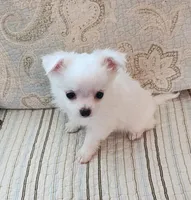 CH Sire CH Dam Milo, a male Chihuahua for sale in Muskegon, MI – 1 of 9