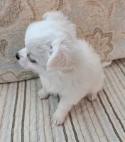 CH Sire CH Dam Milo, a male Chihuahua for sale in Muskegon, MI – 6 of 9
