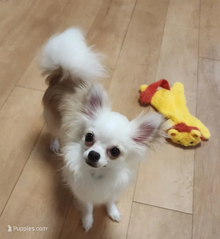 CH Sire Elvic – Chihuahua puppy for sale in Muskegon, MI